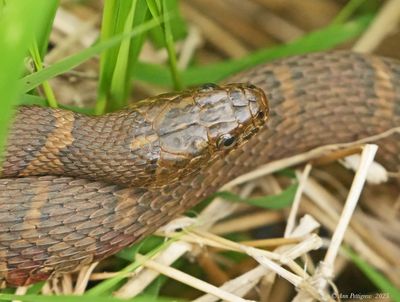 Northern Water Snake