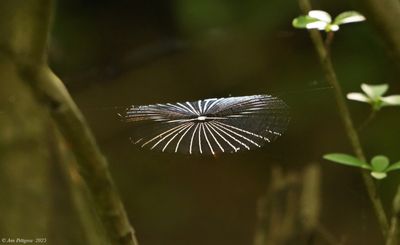 Spiders & Others