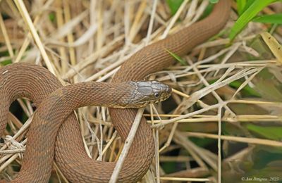 Northern Water Snake