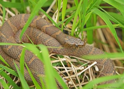Reptiles and Amphibians