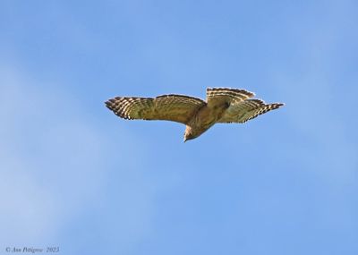 Red-shouldered Hawk
