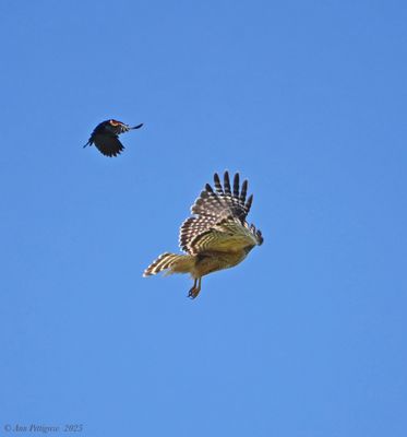 Red-winged Blackbird harassing a Red-shouldered Hawk
