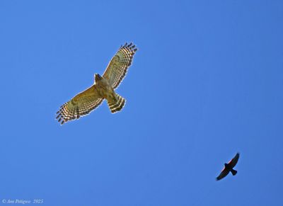 Eagles, Hawks & Falcons