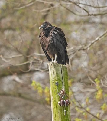 Black Vulture