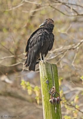 Black Vulture