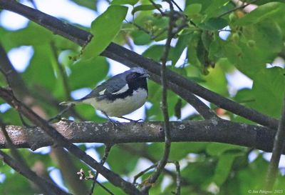 Black-throated  Blue Warbler