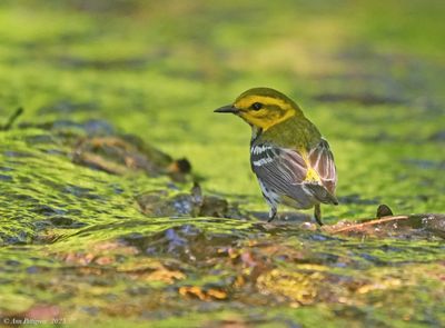 Black-throated Green Warbler