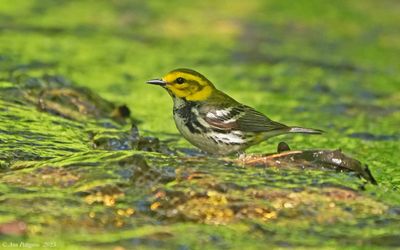 Black-throated Green Warbler