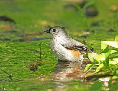 Tufted Titmouse