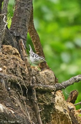 Black-and-white Warbler