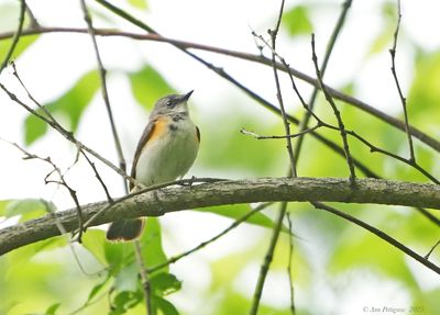 American Redstart - female