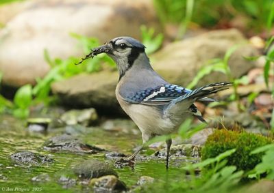 Blue Jay