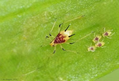 Purple-spotted Lily Aphid
