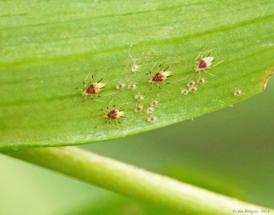 Cicadas, Mantids, Aphids, Hoppers, Spittlebugs & Walkingsticks