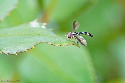 Cobalt Hover Fly