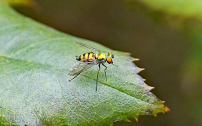 Flies