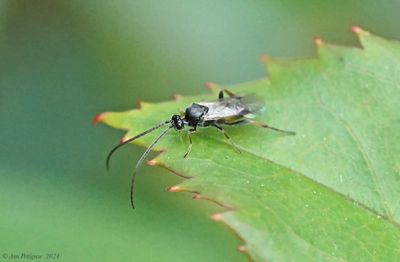 Bees, Wasps, Ants, Sawflies & Ichneumons