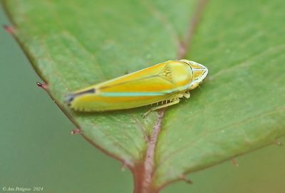 Cicadas, Mantids, Aphids, Hoppers, Spittlebugs & Walkingsticks