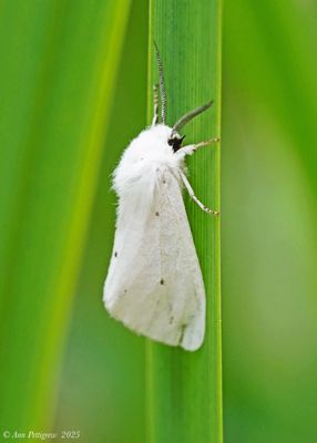 Virginian Tiger Moth