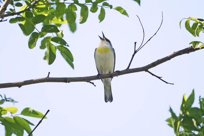 Wood-Warblers