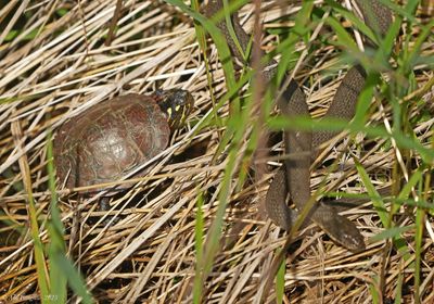 Reptiles and Amphibians