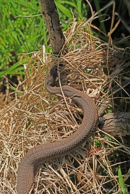 Reptiles and Amphibians