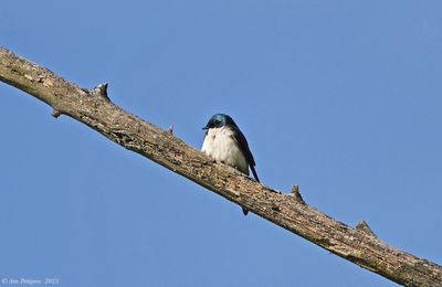 Tree Swallow