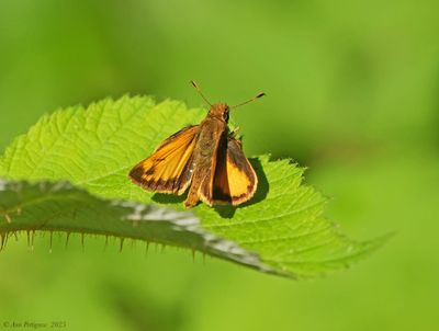 Zebulon Skipper