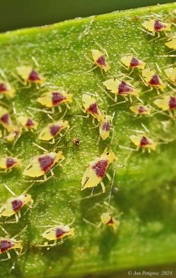 Cicadas, Mantids, Aphids, Hoppers, Spittlebugs & Walkingsticks
