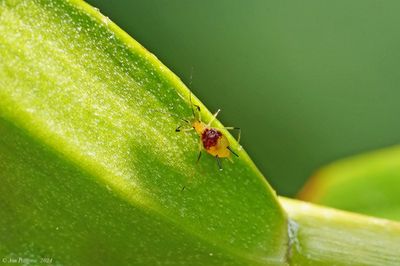 Purple-spotted Lily Aphid