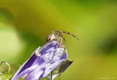 Spiders & Others