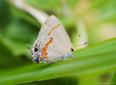 Butterflies