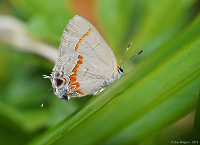 Red-banded Hairstreak