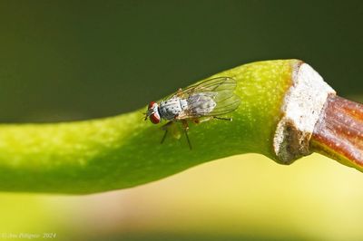  Neodexiopsis sp.