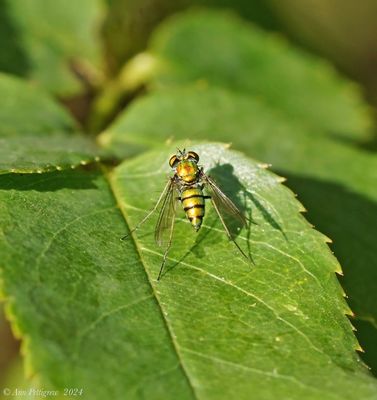 Flies