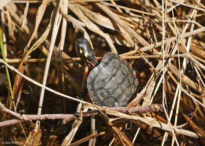 Reptiles and Amphibians