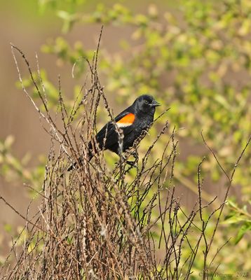 Red-winged Blackbird