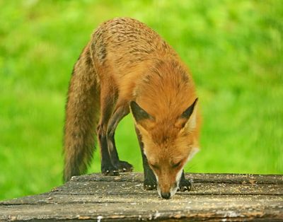 Red Fox