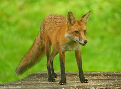 Red Fox 