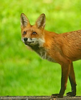 Red Fox