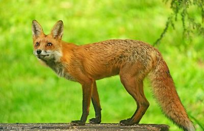 Red Fox 