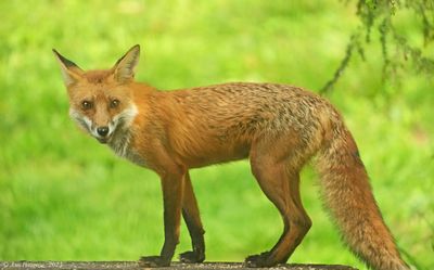 Red Fox