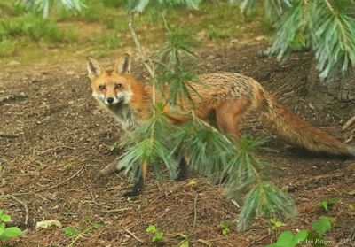 Red Fox 