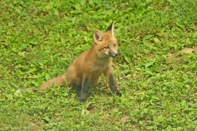 Red Fox Kit