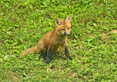 Red Fox Kit 