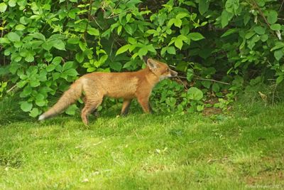 Red Fox Kit