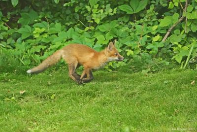 Red Fox Kit 