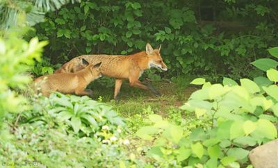 Red Fox with Kit