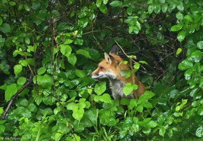 Red Fox