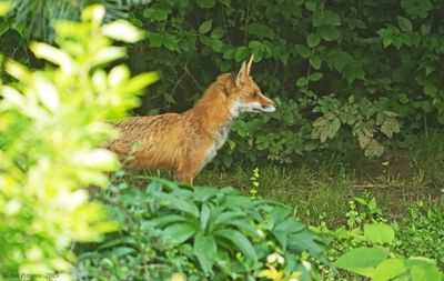 Red Fox 